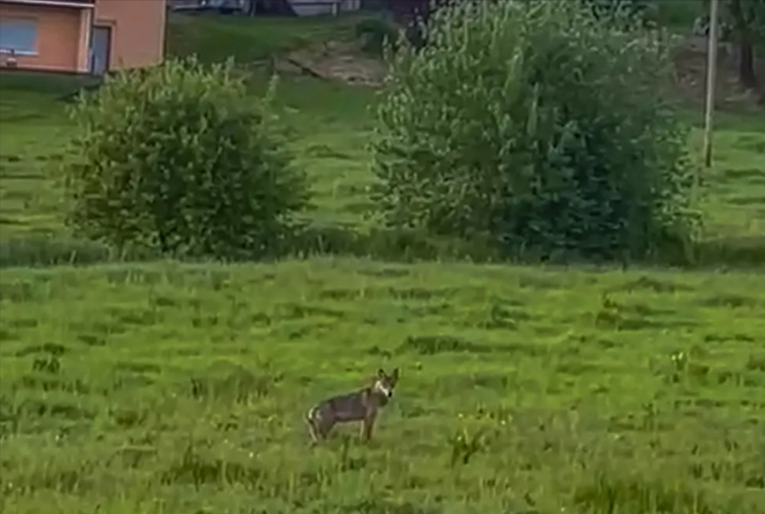 Wolf-Alarm! Großer Wolf direkt an Schulbushaltestelle gesehen! Angst und Sorge der Anwohner wächst